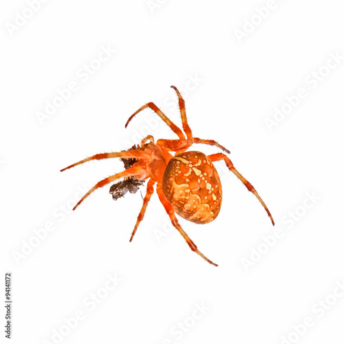 Cross spider isolated