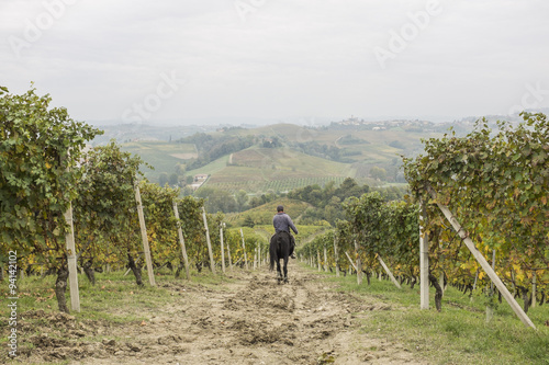 horse in a vineyard © lulu