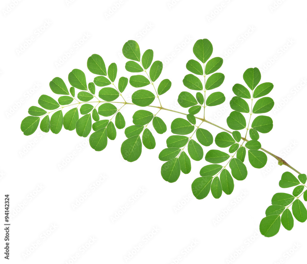 Moringa leaves on white background Moringa leaves on white background