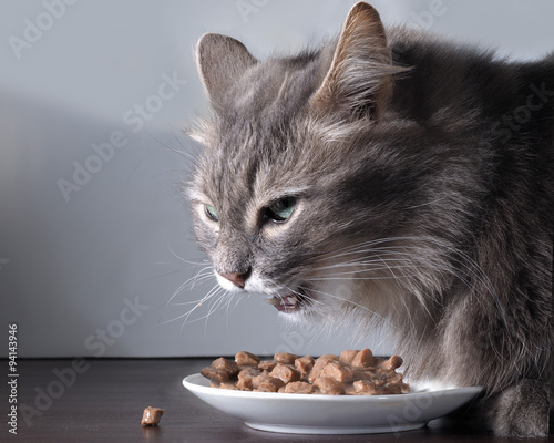 Кот шипит и защищает свою еду. У кота кошачий корм в тарелке. Кусочки вкусного мяса. Кот боится, что еду отнимут и скалится.