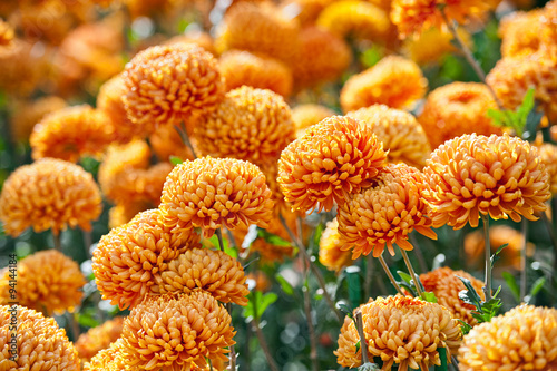 Stampa su tela Orange Chrysanthemum Flower in Garden