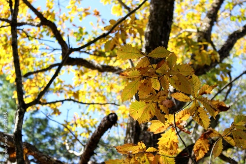 紅葉するコナラの葉