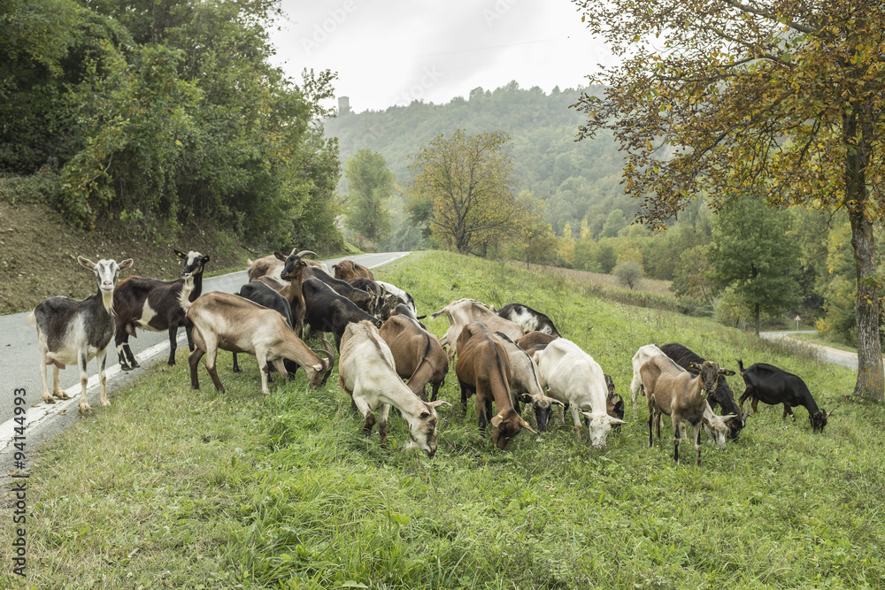 Obraz premium capre nelle langhe