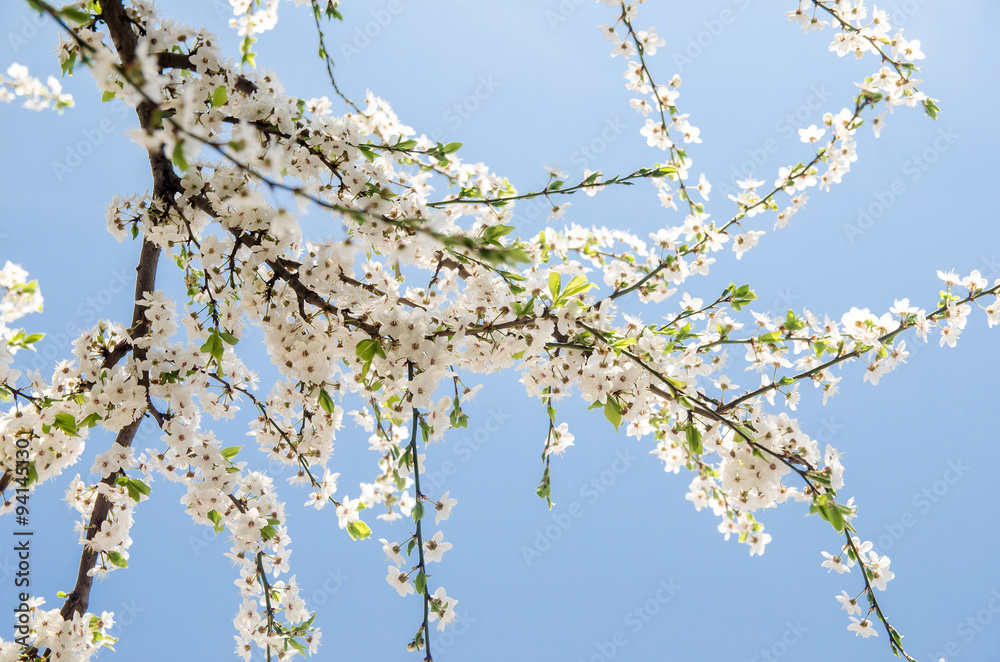cherry blossoms for background cherry blossoms for background