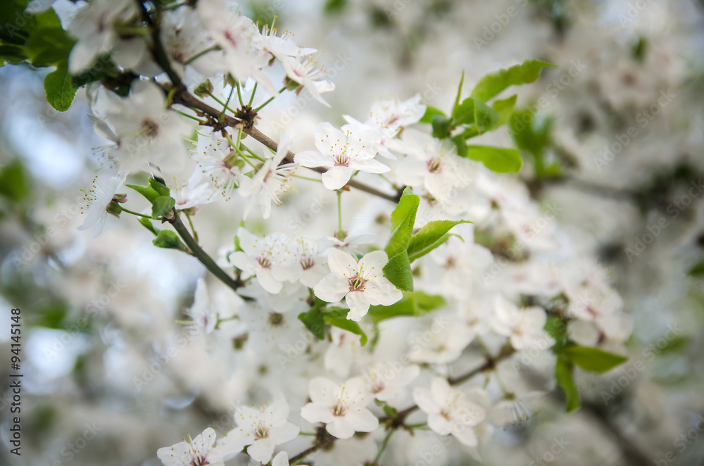 cherry blossoms for background cherry blossoms for background