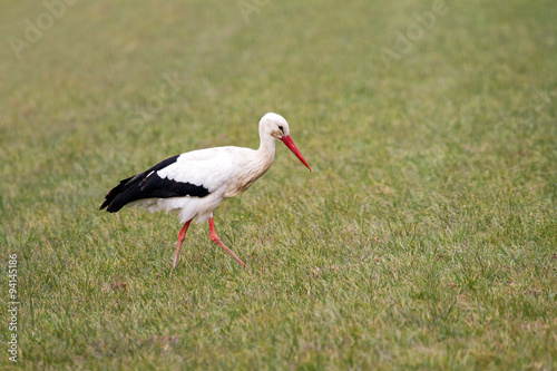 A beautiful stork in a field in spring in the Netherlands