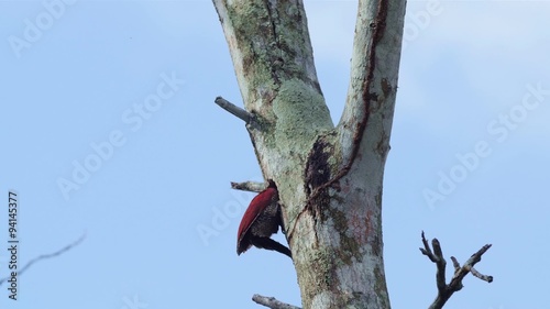 Banded Woodpecker photo