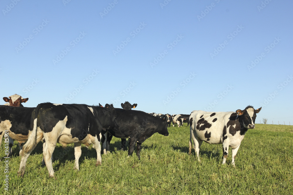 Herd of cattle. Latin America. La industria de la ganadería vac