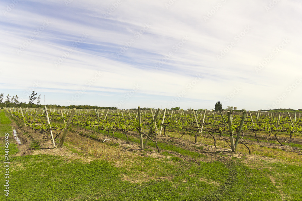 Uruguayan vineyards