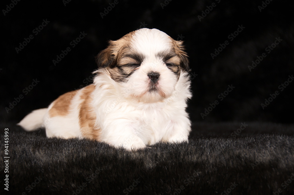 Chiot Shih-Tzu en studio sur fond noir Chiot Shih-Tzu en studio sur fond noir