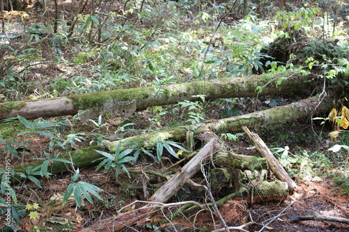 朽ち果てたダケカンバ