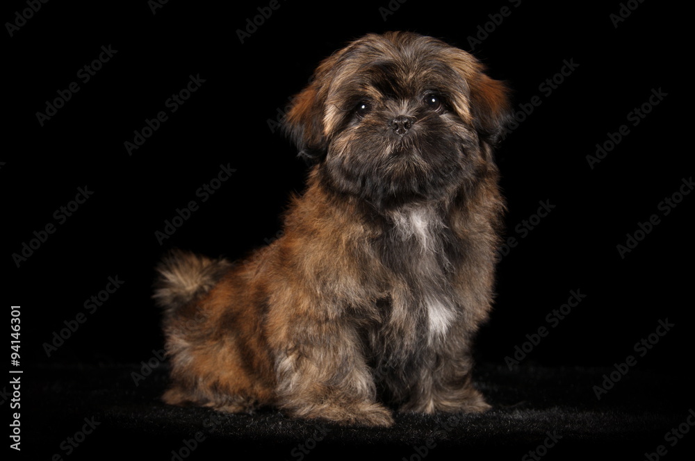 Chiot Shih-Tzu en studio sur fond noir Chiot Shih-Tzu en studio sur fond noir