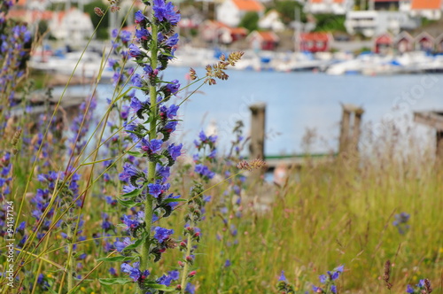 Skärgårdsblomma photo