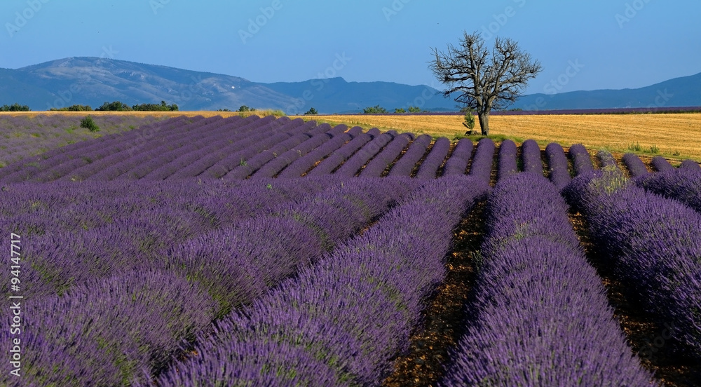 Obraz premium Lavender field Provance