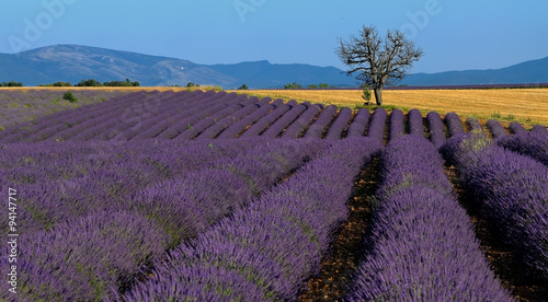 Lavender field Provance