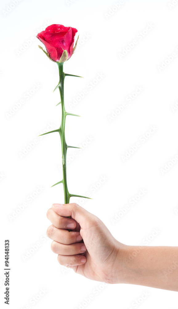 thorns rose thorns in hand isolated on white background Stock Photo | Adobe  Stock