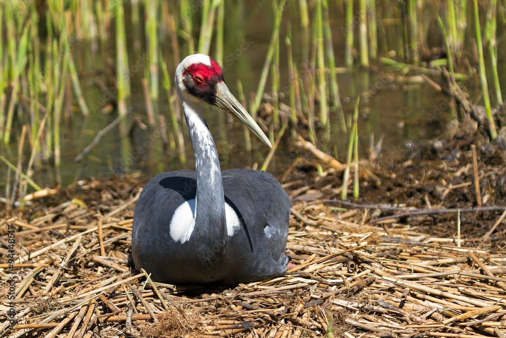 Obraz premium Hatching White-naped Crane (Grus vipio) on her nest