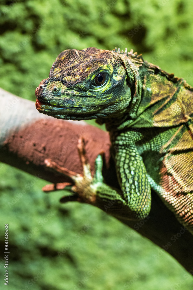 Fototapeta premium The Green Iguana or Common Iguana (Iguana iguana) portrait