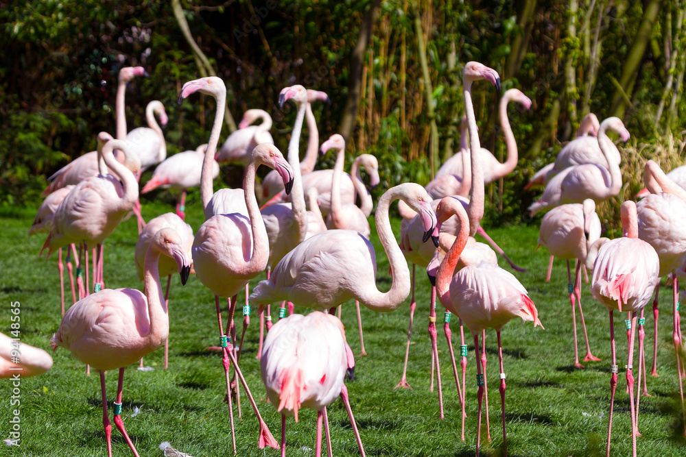 Group of the the Greater Flamingo (Phoenicopterus roseus) Group of the the Greater Flamingo (Phoenicopterus roseus)