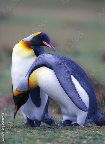  Two king pinguins