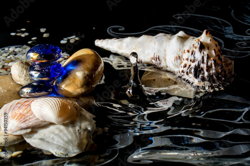 seashells in water with reflection and with the falling drops on a black background 