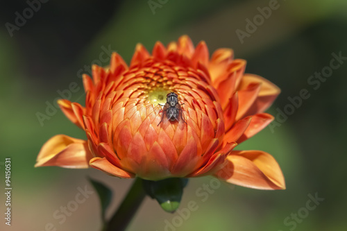Orangerote Dahlie - Dahlia - Aufnahme von der Blüte mit Fliege photo