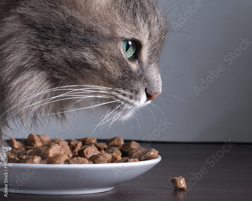 Кот ест кошачий корм. Очень крупно портрет кота. Мясные кусочки очень вкусные и ароматные. Корм для кошек 