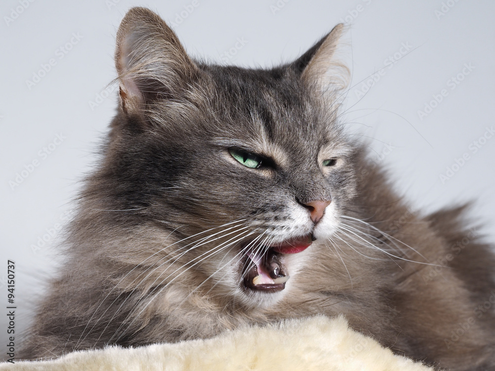 Кот зевает. Портрет серого, пушистого, зевающего кота. Пасть, клыки.  Портрет крупно фотография Stock | Adobe Stock