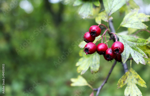 Red rowanberries on the tree in the autumn