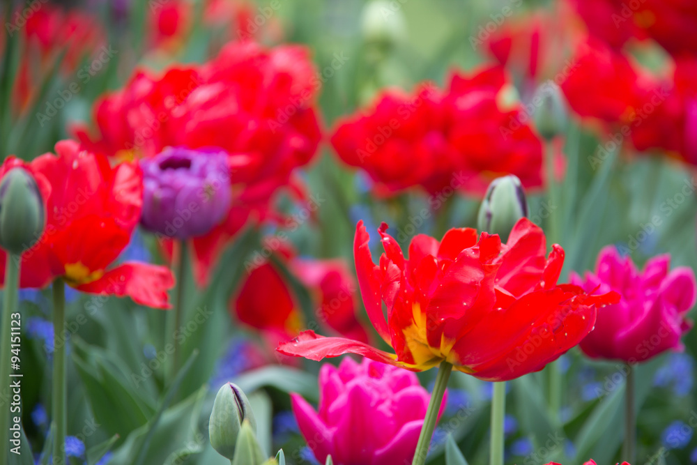 Variety of colorful flowers in bloom