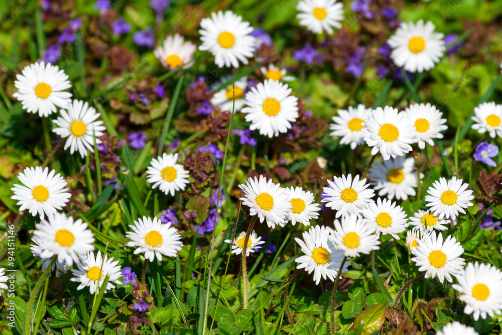 Beautiful spring field filled with daisies Beautiful spring field filled with daisies