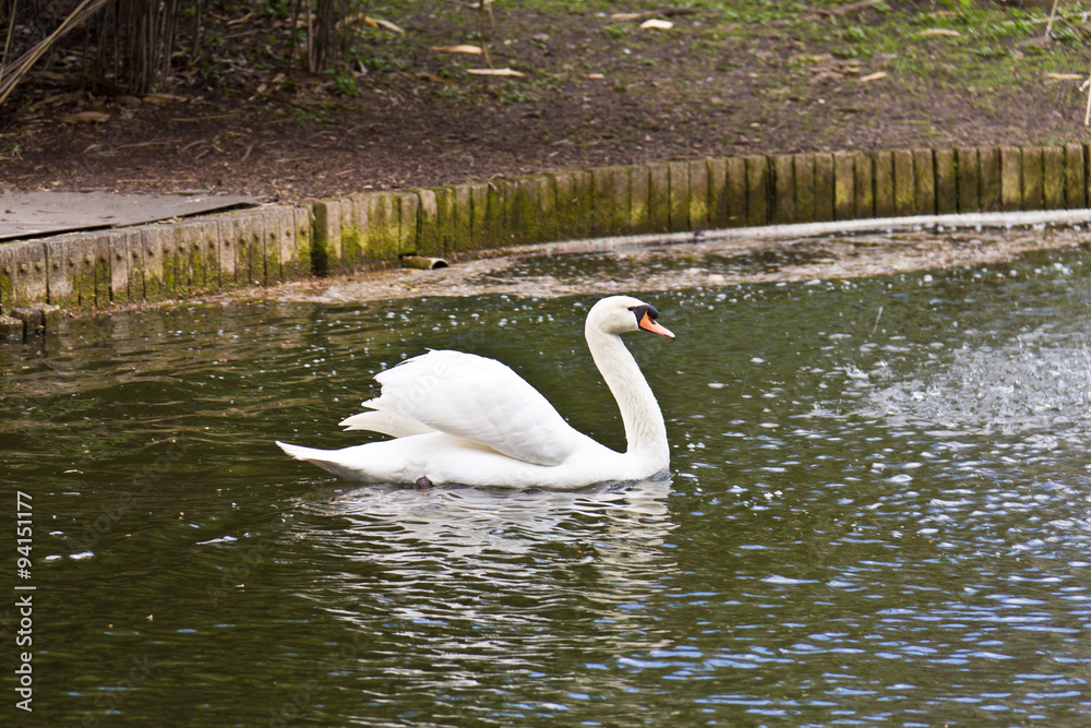 Fototapeta premium White swan swimming on a pond