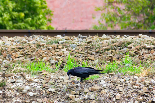 black crow biting a walnut on a stone embankment at railroad