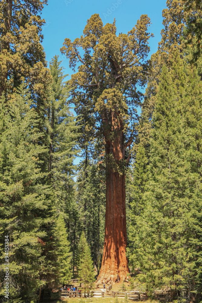 Fototapeta premium Sequoia Redwood Riesen Bäume