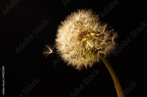 Fototapeta Naklejka Na Ścianę i Meble -  pusteblume