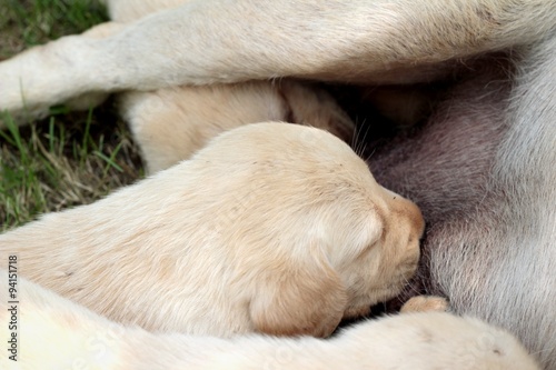 Mom and labrador puppies one month old suckling. © seagames50