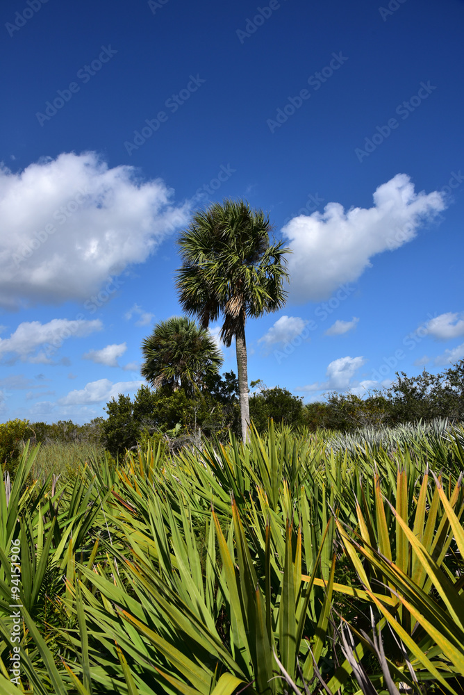 Obraz premium Healthy sabal palm trees, the state tree of Florida and South Carolina.