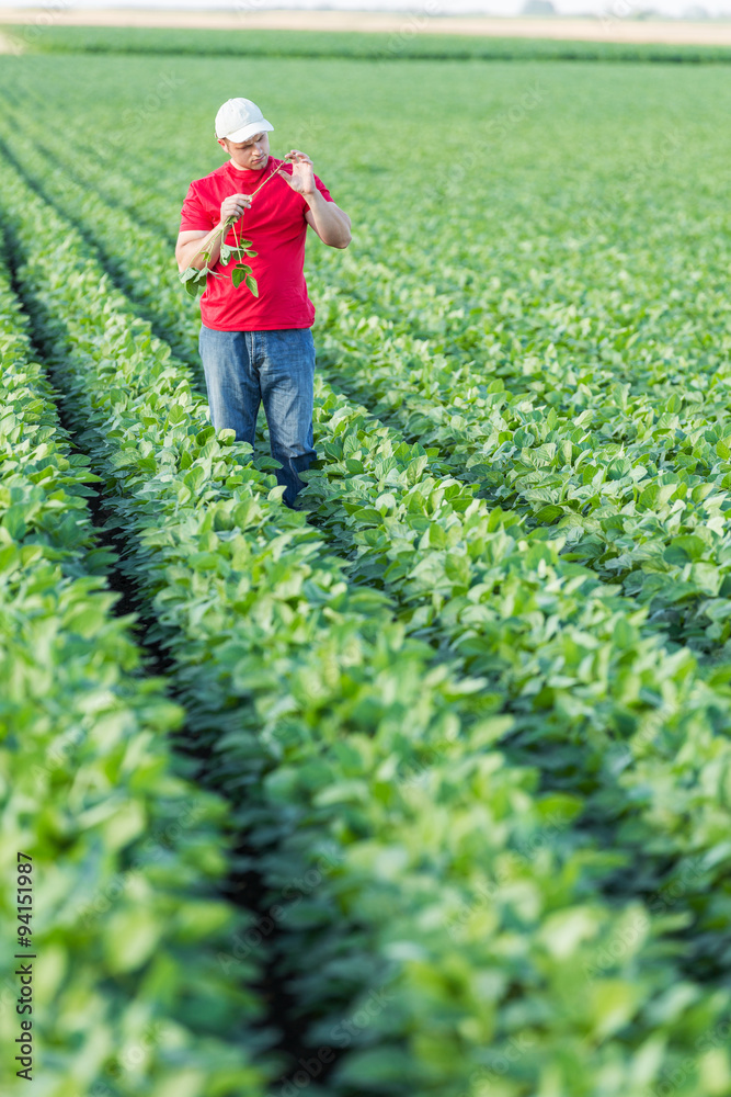 Farmer spraying soybean plants Farmer spraying soybean plants