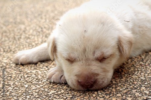 Labrador puppy cute one month old was sleeping. © seagames50