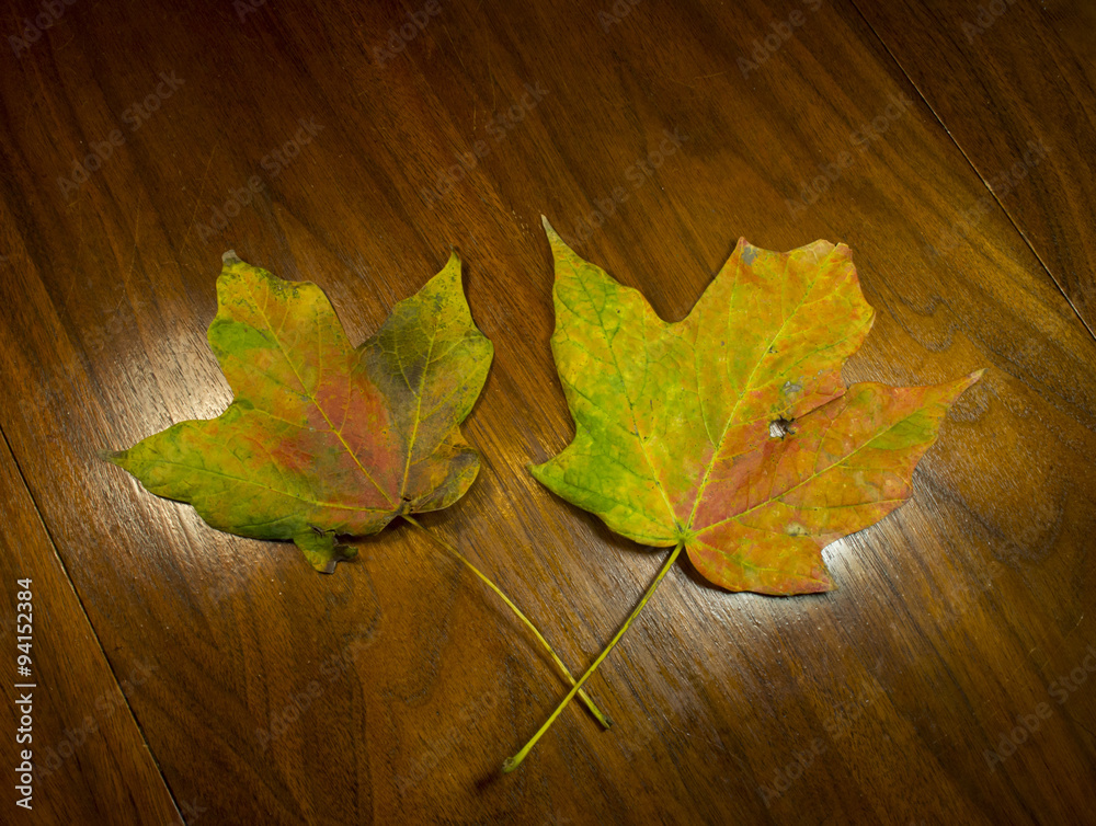 Colorful Maple Leaf