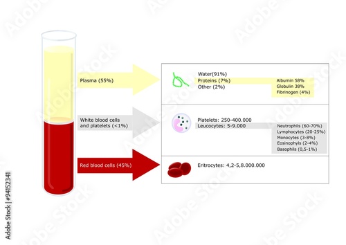 composizione del sangue umano