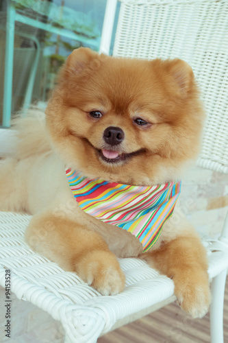 pomeranian puppy dog grooming with short hair, cute pet smiling