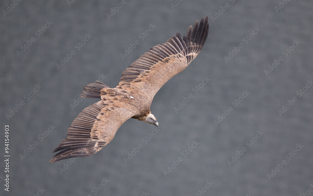 Obraz premium Griffon vulture flying