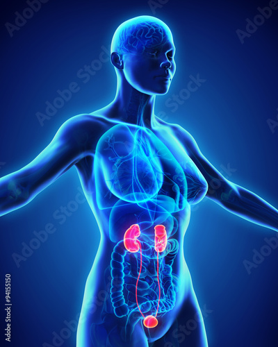 Human Kidneys Anatomy © nerthuz