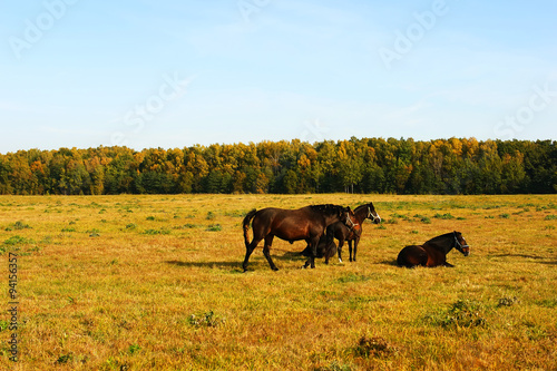 Fototapeta Naklejka Na Ścianę i Meble -  Horses in the field