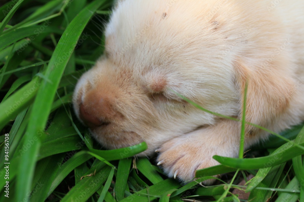 Labrador puppy Labrador puppy