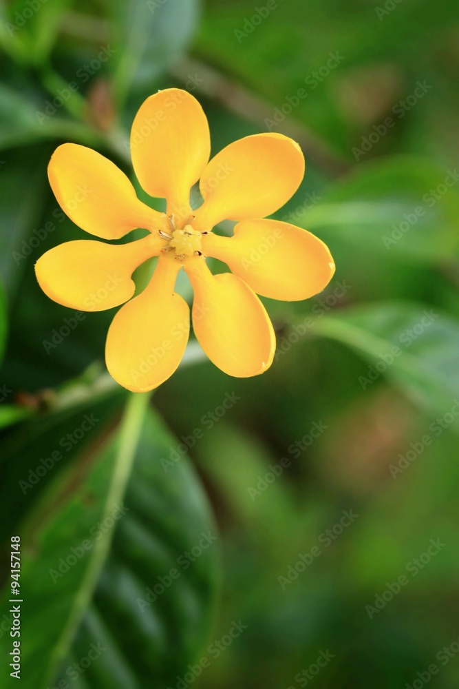 yellow flowers