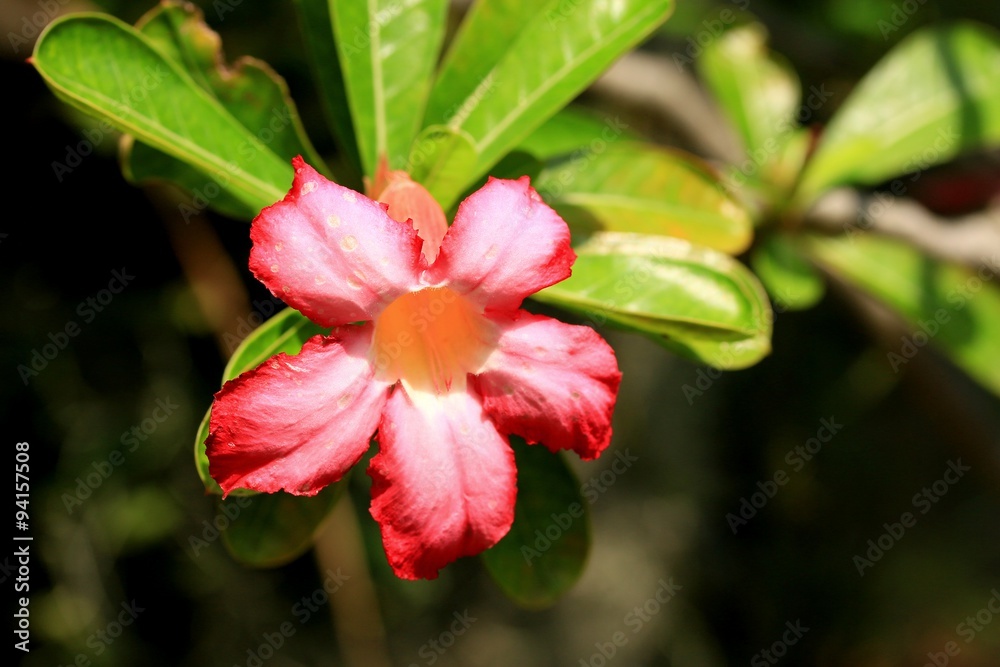 Impala lily adenium - pink flowers Impala lily adenium - pink flowers