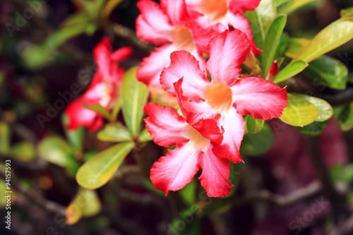 Fototapeta Naklejka Na Ścianę i Meble -  Impala lily adenium - pink flowers