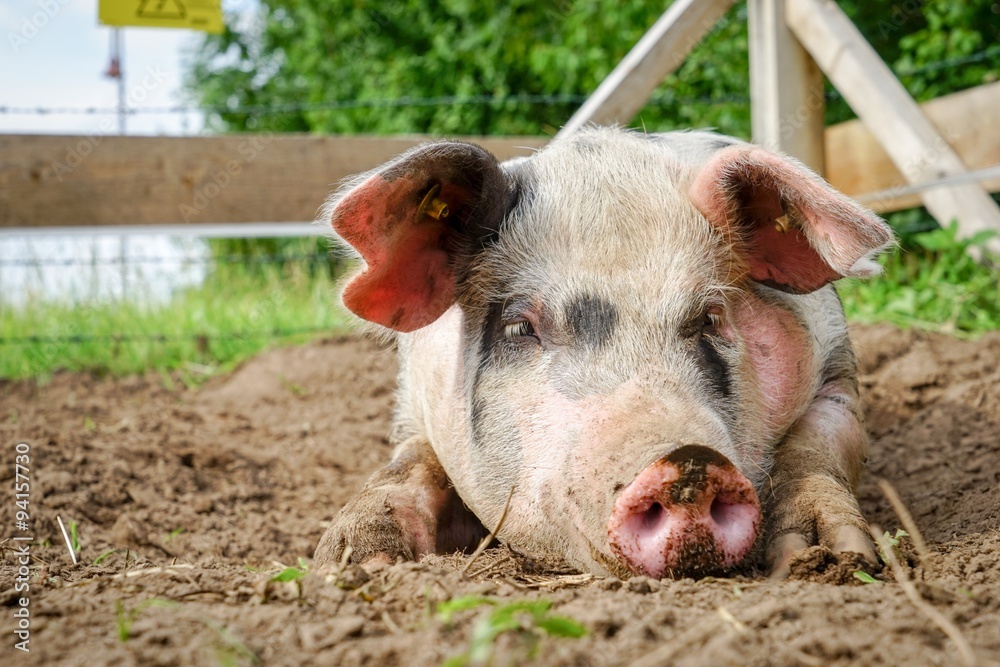 Schwein am dösen in einer Suhle Schwein am dösen in einer Suhle